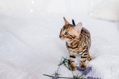 Bengal cats babys leopar