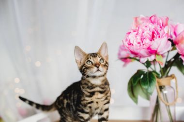 Bengal cats babys leopar