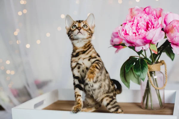 Bengal cats babys leopar