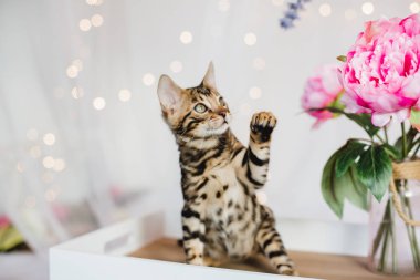 Bengal cats babys leopar