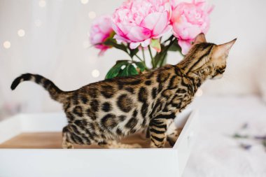 Bengal cats babys leopar