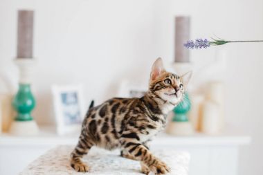 Bengal cats babys leopar
