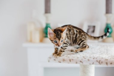 Bengal cats babys leopar