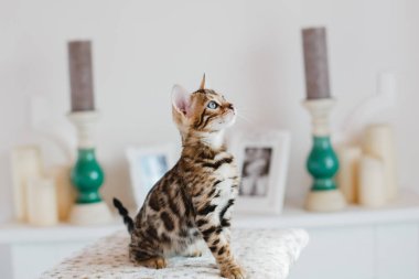 Bengal cats babys leopar