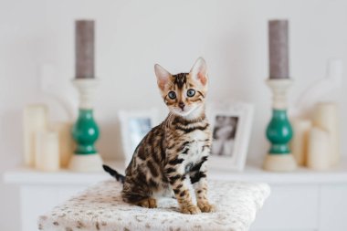 Bengal cats babys leopar