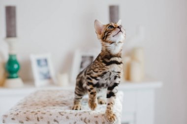 Bengal cats babys leopar