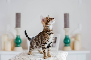 Bengal cats babys leopar