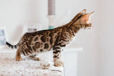 Bengal cats babys leopar