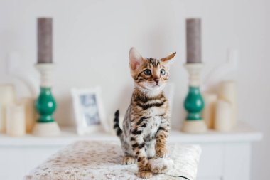 Bengal cats babys leopar