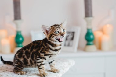 Bengal cats babys leopar
