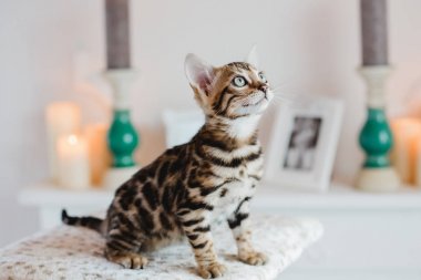 Bengal cats babys leopar