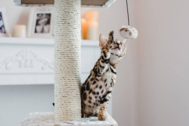 Bengal cats babys leopar