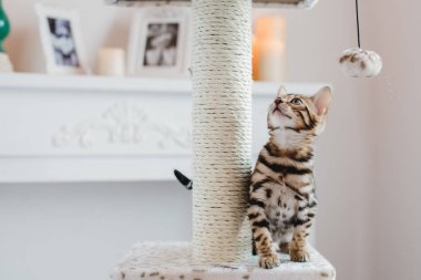 Bengal cats babys leopar