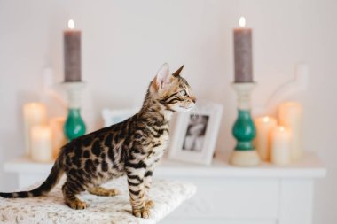 Bengal cats babys leopar