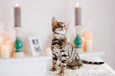 Bengal cats babys leopar