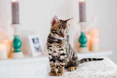 Bengal cats babys leopar