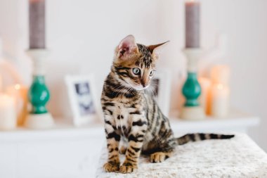 Bengal cats babys leopar