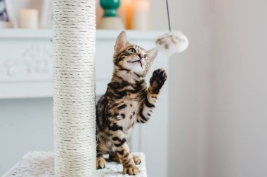 Bengal cats babys leopar