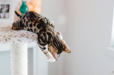 Bengal cats babys leopar