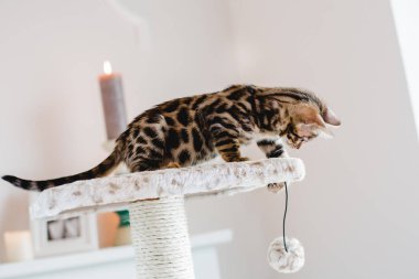 Bengal cats babys leopar