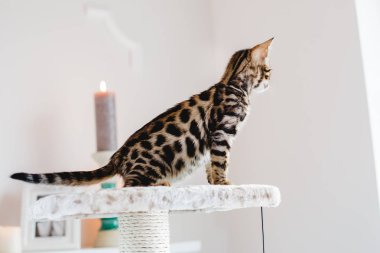 Bengal cats babys leopar