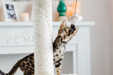 Bengal cats babys leopar