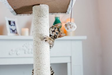 Bengal cats babys leopar