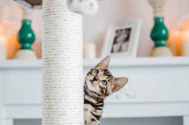 Bengal cats babys leopar