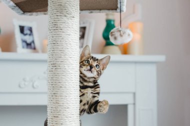 Bengal cats babys leopar