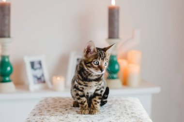 Bengal cats babys leopar