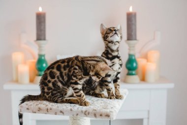 Bengal cats babys leopar