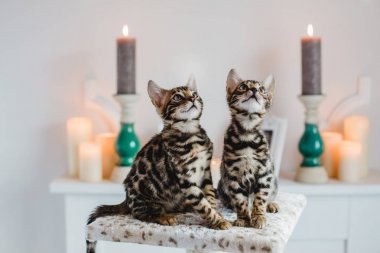 Bengal cats babys leopar