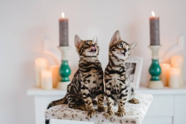 Bengal cats babys leopar