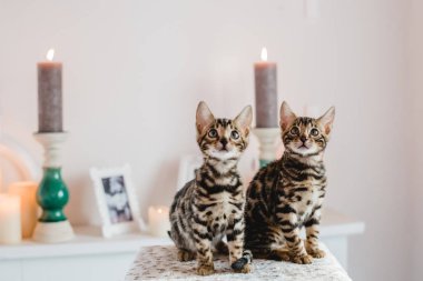 Bengal cats babys leopar