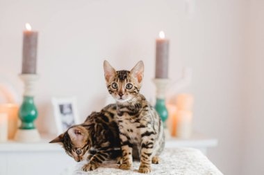 Bengal cats babys leopar