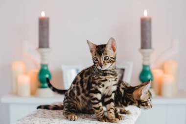 Bengal cats babys leopar