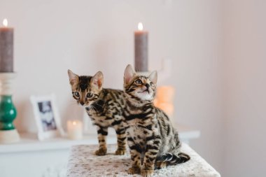 Bengal cats babys leopar