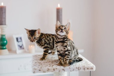 Bengal cats babys leopar