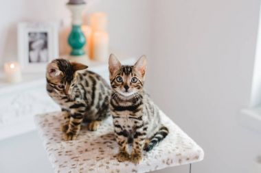 Bengal cats babys leopar