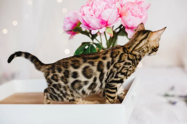 Bengal cats babys leopar