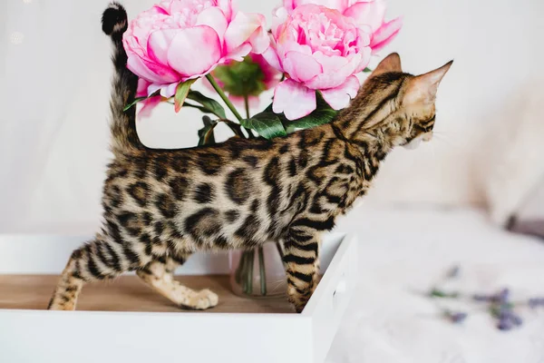 Bengal cats babys leopar