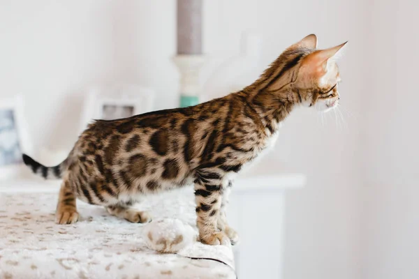 Bengal cats babys leopard — Stock Photo, Image