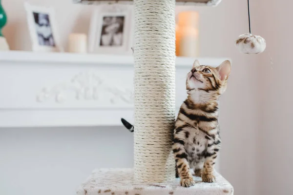 Bengal cats babys leopar