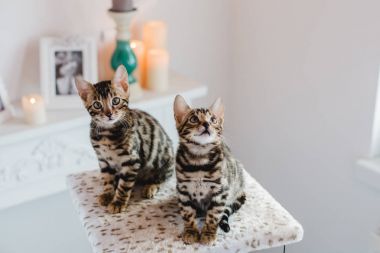 Bengal cats babys leopar
