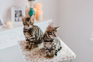 Bengal cats babys leopar