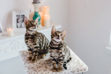 Bengal cats babys leopar