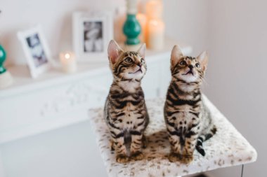 Bengal cats babys leopar