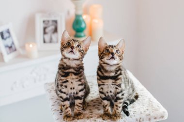 Bengal cats babys leopar