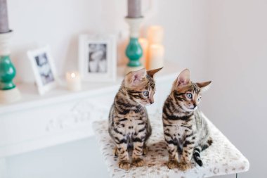 Bengal cats babys leopar
