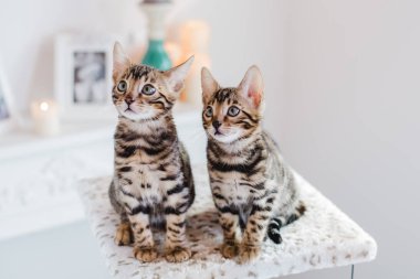 Bengal cats babys leopar